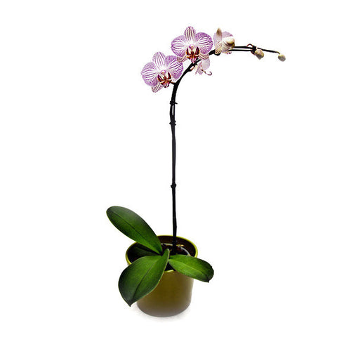 Phalaenopsis
