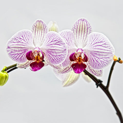 Phalaenopsis
