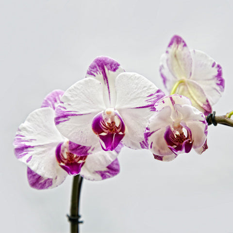 Phalaenopsis
